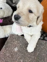 Melody , a female Goldendoodle for sale in Virginia, VA – 5 of 10
