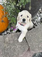 Jasmine , a female Goldendoodle for sale in Virginia, VA – 10 of 10