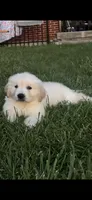 Ringo , a male English Cream Golden Retriever for sale in Virginia, VA – 9 of 10