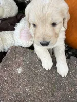 Melody , a female Goldendoodle for sale in Virginia, VA – 9 of 10