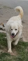 Fancy She So Sweet Of Rolling Hills , a female English Cream Golden Retriever for sale in Virginia, VA – 3 of 7