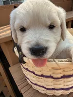 Snowflake , a female English Cream Golden Retriever for sale in Virginia, VA – 5 of 10