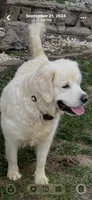 Fancy She So Sweet Of Rolling Hills , a female English Cream Golden Retriever for sale in Virginia, VA – 4 of 7