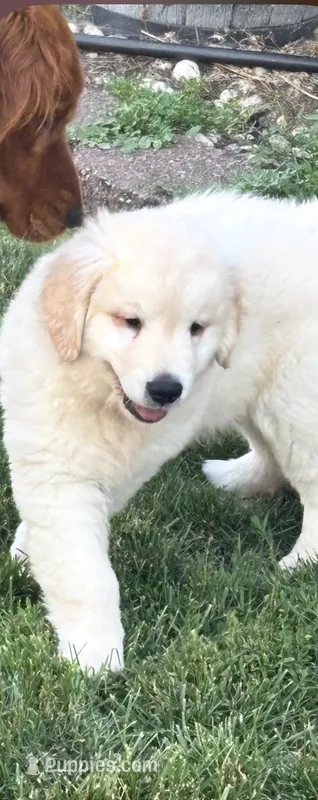 Ringo  – English Cream Golden Retriever puppy for sale in Virginia, VA