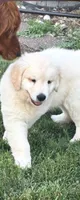 Ringo , a male English Cream Golden Retriever for sale in Virginia, VA – 1 of 10