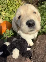 Jasper, a male Goldendoodle for sale in Virginia, VA – 3 of 10