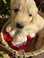 Lilly Rose , a female Goldendoodle for sale in Virginia, VA – 4 of 10