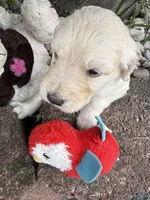Nipper, a male Goldendoodle for sale in Virginia, VA – 2 of 10
