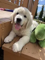 Snowflake , a female English Cream Golden Retriever for sale in Virginia, VA – 3 of 10