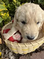 Blizzard , a male Goldendoodle for sale in Virginia, VA – 6 of 10
