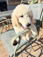 Ringo , a male Golden Retriever for sale in Virginia, VA – 10 of 10