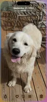 Fancy She So Sweet Of Rolling Hills , a female English Cream Golden Retriever for sale in Virginia, VA – 5 of 7