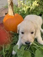 Tanya , a female Goldendoodle for sale in Virginia, VA – 7 of 10