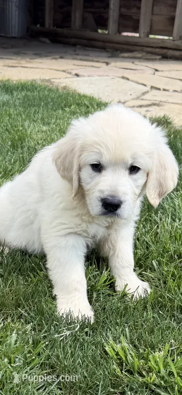 Snowflake  – English Cream Golden Retriever puppy for sale in Virginia, VA
