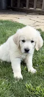 Snowflake , a female English Cream Golden Retriever for sale in Virginia, VA – 1 of 10