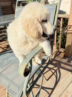 Ringo , a male Golden Retriever for sale in Virginia, VA – 2 of 10