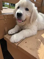 Snowflake , a female English Cream Golden Retriever for sale in Virginia, VA – 6 of 10