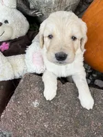 Melody , a female Goldendoodle for sale in Virginia, VA – 8 of 10