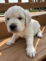Snowflake , a female English Cream Golden Retriever for sale in Virginia, VA – 4 of 10