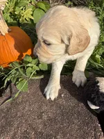 Jasper, a male Goldendoodle for sale in Virginia, VA – 9 of 10