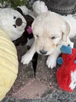 Nipper, a male Goldendoodle for sale in Virginia, VA – 8 of 10