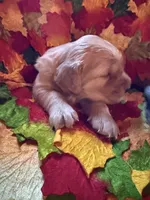 Prince , a male Golden Retriever for sale in Virginia, VA – 3 of 10