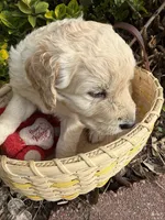 Blizzard , a male Goldendoodle for sale in Virginia, VA – 3 of 10