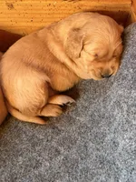 Prince , a male Golden Retriever for sale in Virginia, VA – 10 of 10