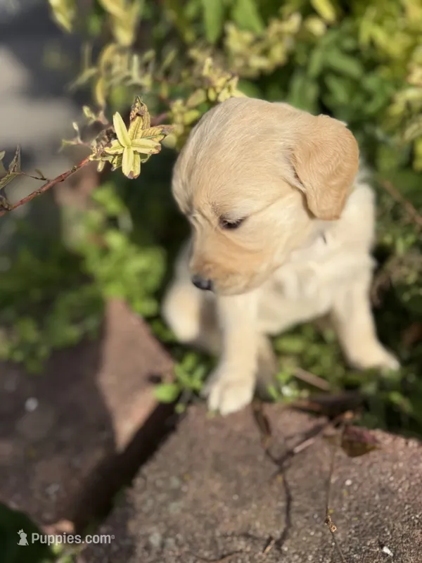 Tanya  – Goldendoodle puppy for sale in Virginia, VA