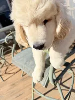 Ringo , a male Golden Retriever for sale in Virginia, VA – 5 of 10
