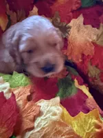 Prince , a male Golden Retriever for sale in Virginia, VA – 4 of 10