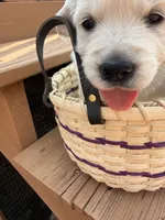 Snowflake , a female English Cream Golden Retriever for sale in Virginia, VA – 3 of 10
