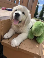 Snowflake , a female English Cream Golden Retriever for sale in Virginia, VA – 5 of 10
