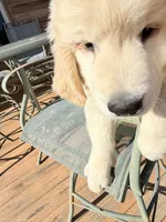 Ringo , a male Golden Retriever for sale in Virginia, VA – 4 of 10