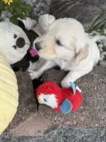 Nipper, a male Goldendoodle for sale in Virginia, VA – 6 of 10