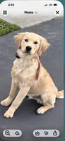Charlie, a male Golden Retriever for sale in Virginia, VA – 8 of 9
