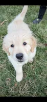 Ringo , a male English Cream Golden Retriever for sale in Virginia, VA – 8 of 10