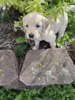 Tanya , a female Goldendoodle for sale in Virginia, VA – 8 of 10