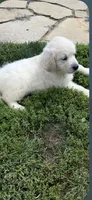 Snowflake , a female English Cream Golden Retriever for sale in Virginia, VA – 4 of 10