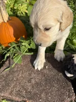 Jasper, a male Goldendoodle for sale in Virginia, VA – 8 of 10