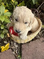 Blizzard , a male Goldendoodle for sale in Virginia, VA – 7 of 10