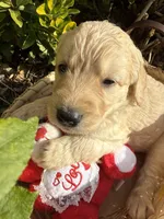 Lilly Rose , a female Goldendoodle for sale in Virginia, VA – 7 of 10
