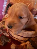 Princess , a female Golden Retriever for sale in Virginia, VA – 2 of 10