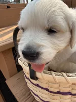 Snowflake , a female English Cream Golden Retriever for sale in Virginia, VA – 8 of 10
