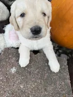 Melody , a female Goldendoodle for sale in Virginia, VA – 6 of 10