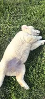 Ringo , a male English Cream Golden Retriever for sale in Virginia, VA – 10 of 10