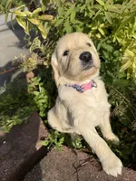 Tanya , a female Goldendoodle for sale in Virginia, VA – 5 of 10