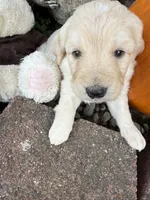 Melody , a female Goldendoodle for sale in Virginia, VA – 4 of 10