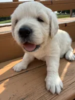 Snowflake , a female English Cream Golden Retriever for sale in Virginia, VA – 2 of 10