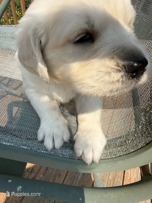 Snowflake  – English Cream Golden Retriever puppy for sale in Virginia, VA